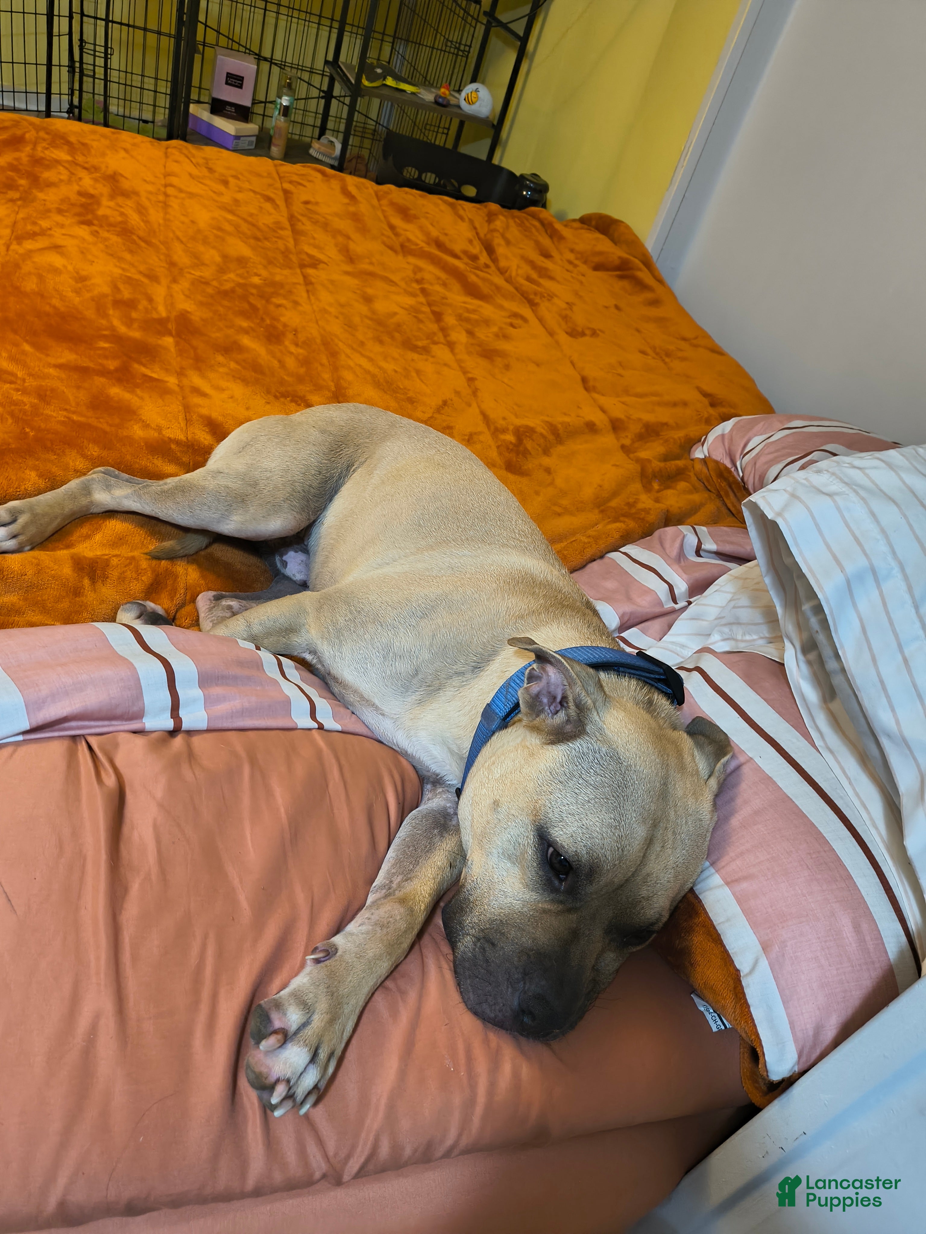 Mixed Breed dogs Kash - Ad 1
