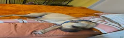 Mixed Breed dogs for sale: Kash - Ad 1