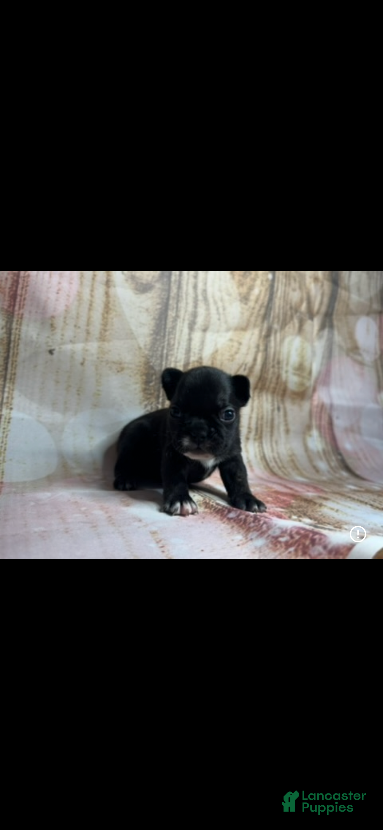 French Bulldog dogs French Bulldog Puppy 4 - Ad 28