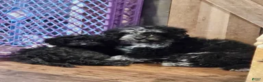 Miniature Poodle Puppy 2