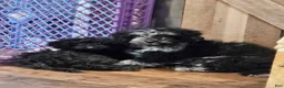 Miniature Poodle dogs for sale: Miniature Poodle Puppy 2 - Ad 1