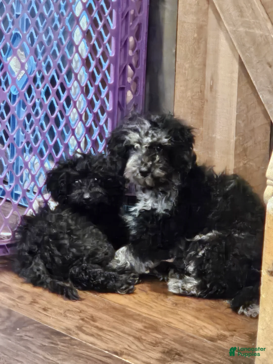 Miniature Poodle dogs for sale: Miniature Poodle Puppy 2 - Ad 1
