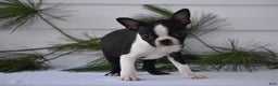 Boston Terrier dogs for sale: Rocket - Ad 5