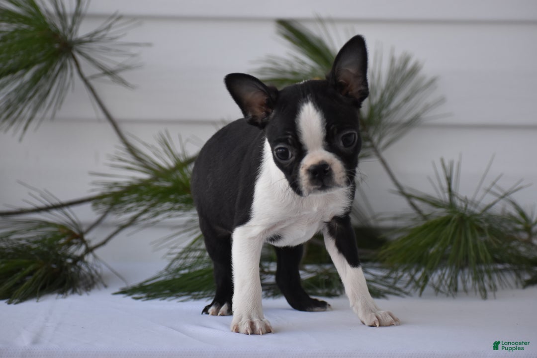 Boston Terrier dogs for sale: Rocket - Ad 5