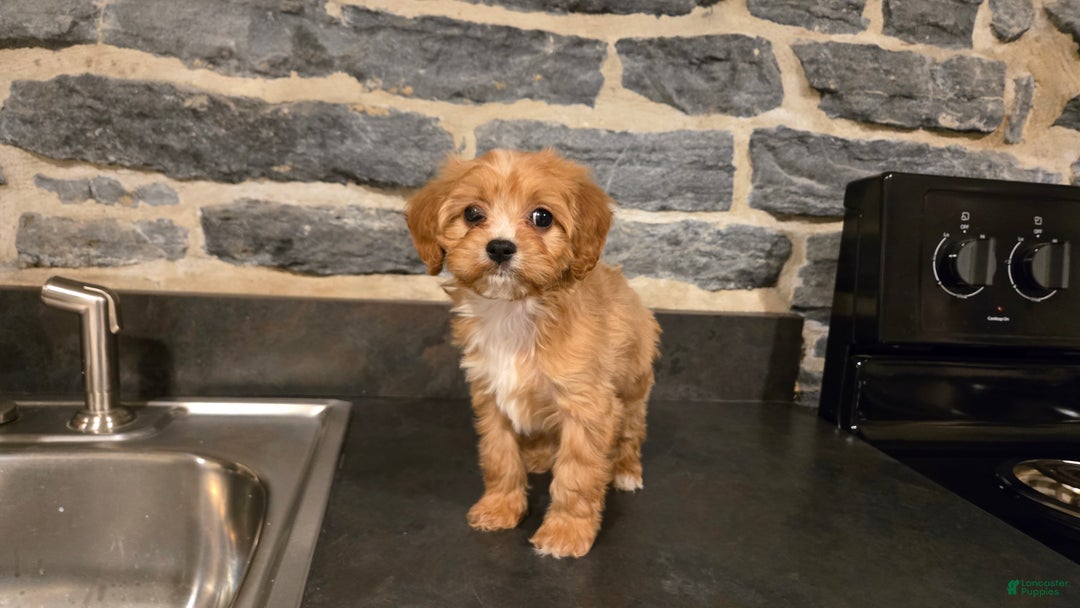 Cavapoo dogs for sale: Whitney - Ad 10