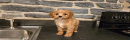 Cavapoo dogs for sale: Whitney - Ad 10