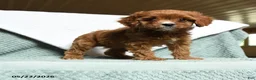Cavapoo dogs for sale: Baldric - Ad 3