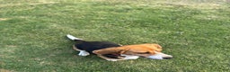 Beagle dogs for sale: Ana - Ad 4
