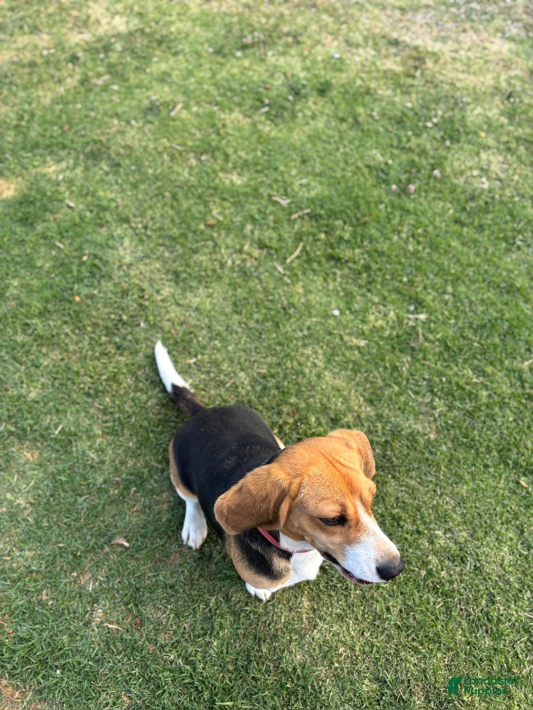 Beagle dogs for sale: Ana - Ad 4