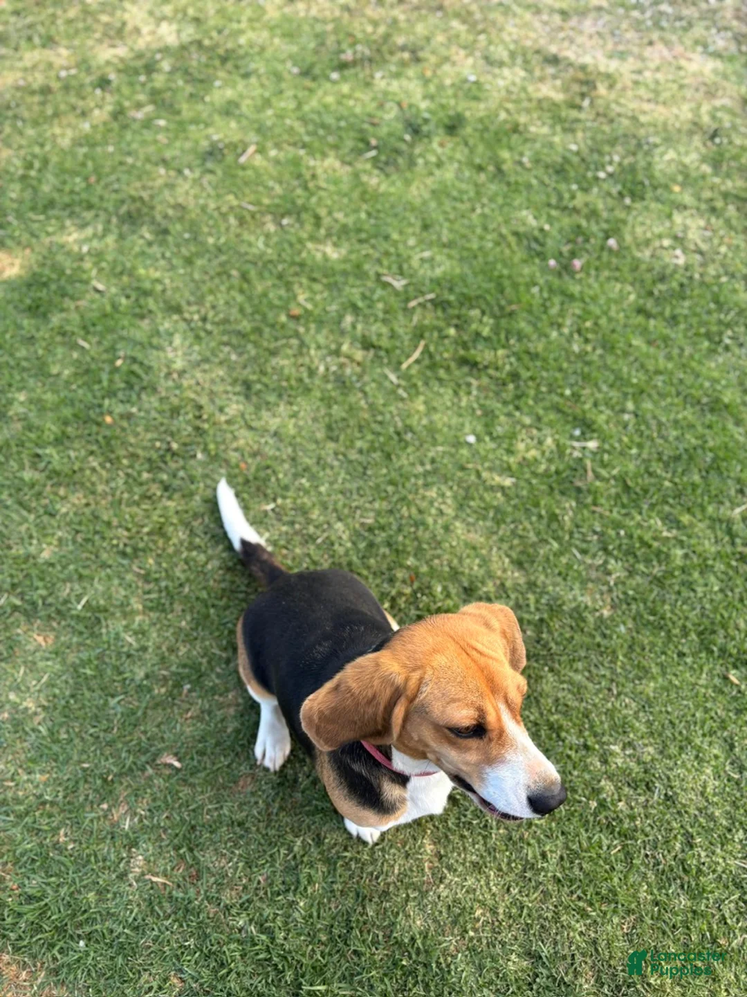 Beagle dogs for sale: Beagle Puppy 8 - Ad 2