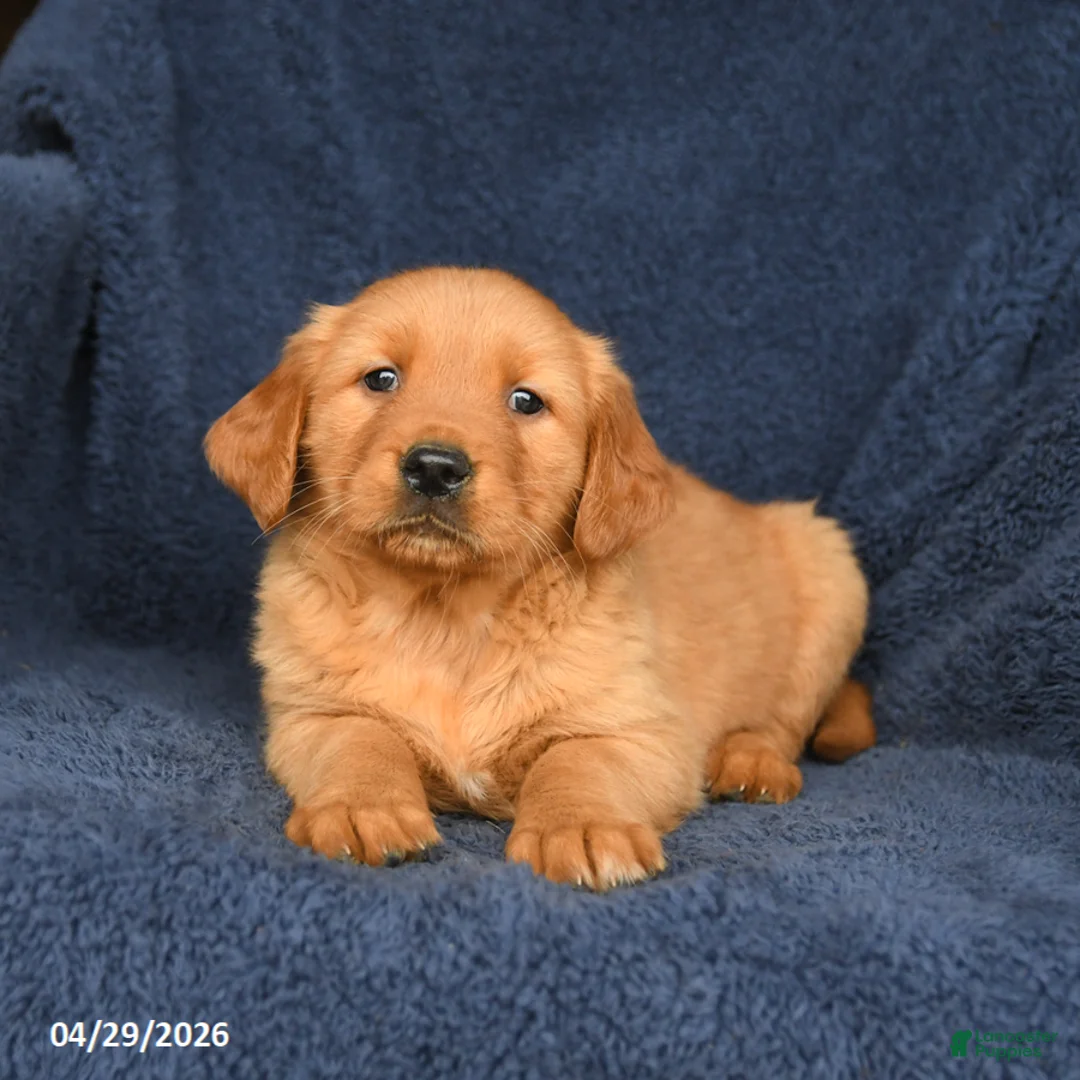 Golden Retriever dogs for sale: Maddy - Ad 3
