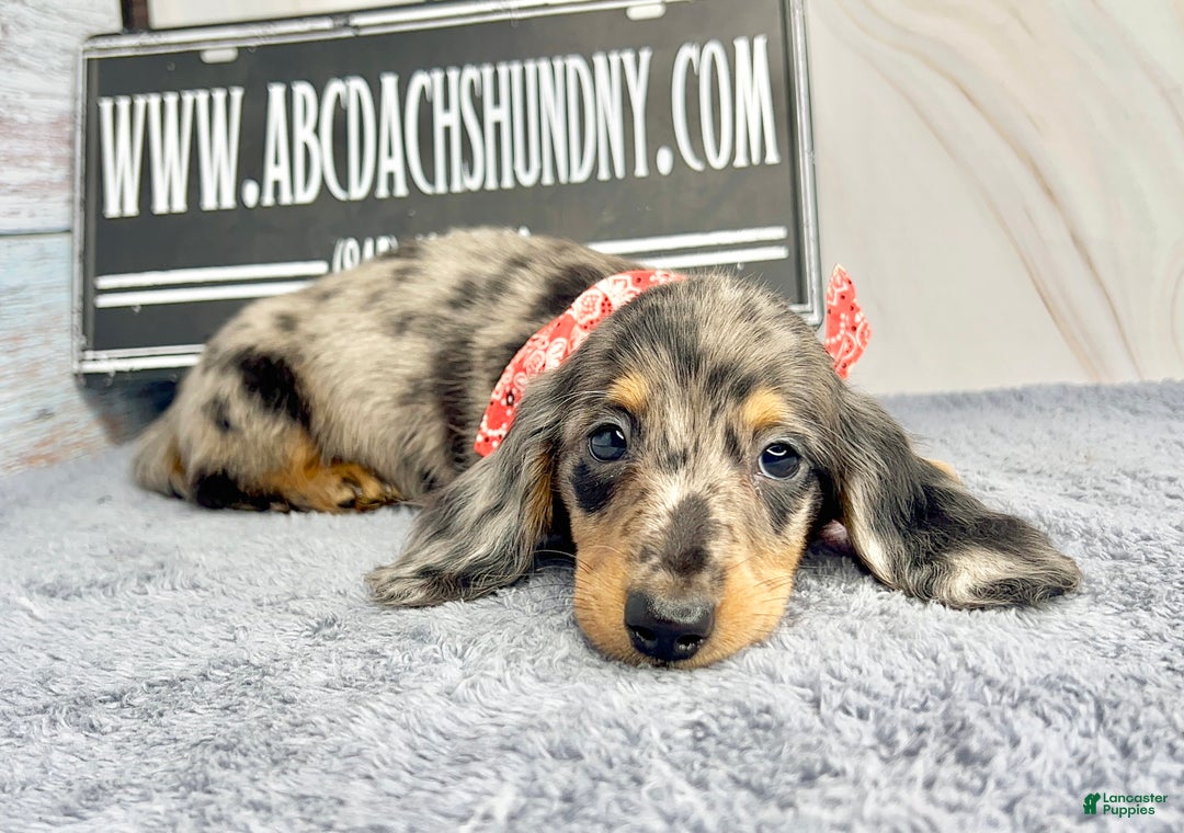 Dachshund dogs for sale: Ch Harriet LH dappleAkc - Ad 6