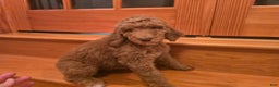 Standard Poodle dogs for sale: Holly - Ad 3