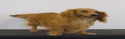 Miniature Dachshund dogs for sale: Quenton - Ad 6