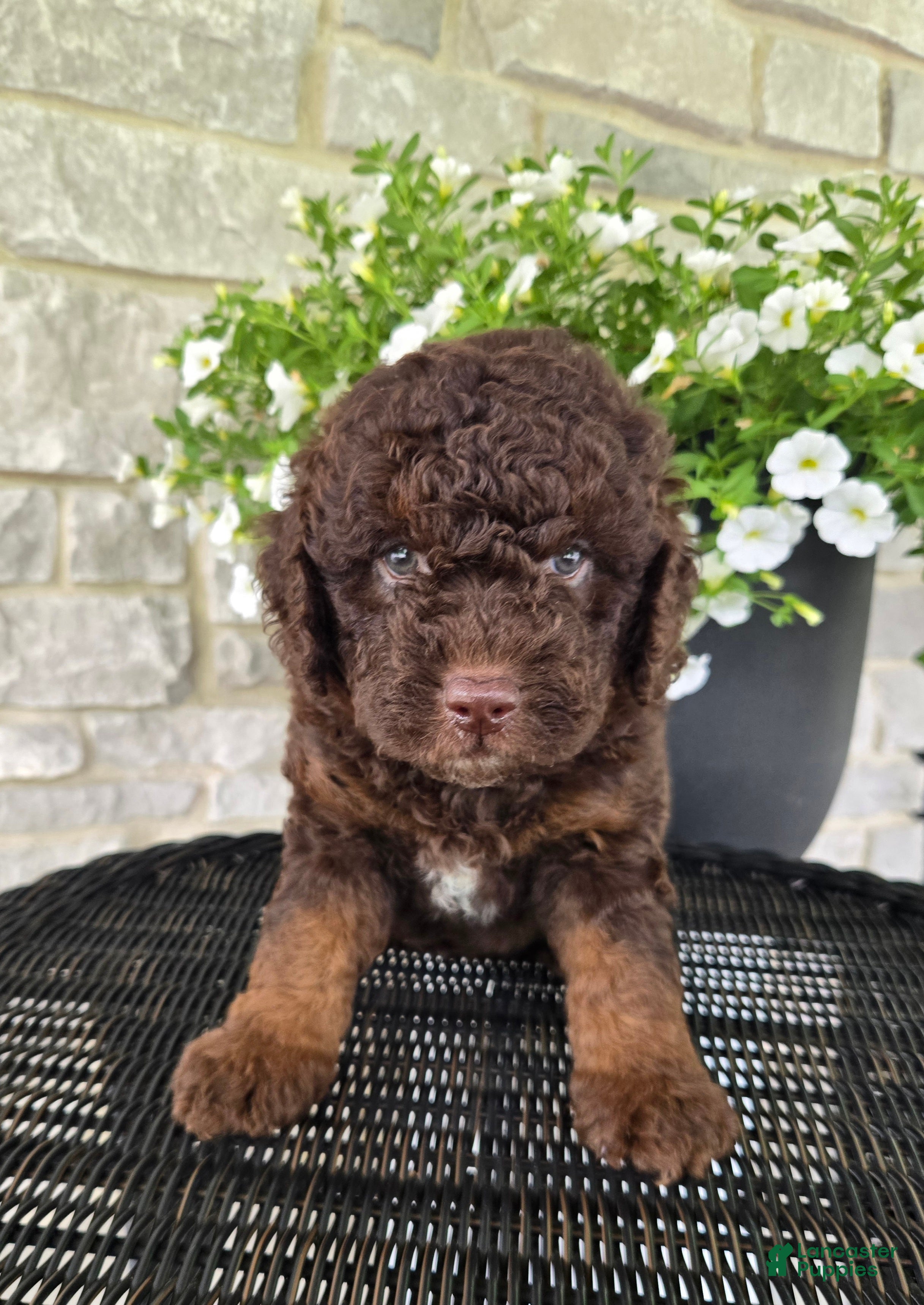 Mini Goldendoodle dogs Pongo - Ad 1