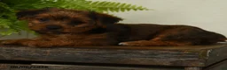 Shorkie dogs for sale: Lilac - Ad 3