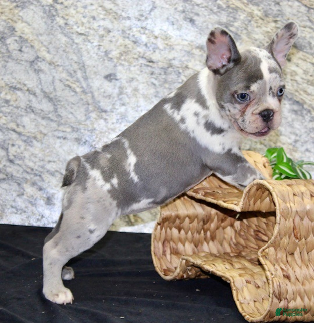 French Bulldog dogs for sale: Bella - Ad 7