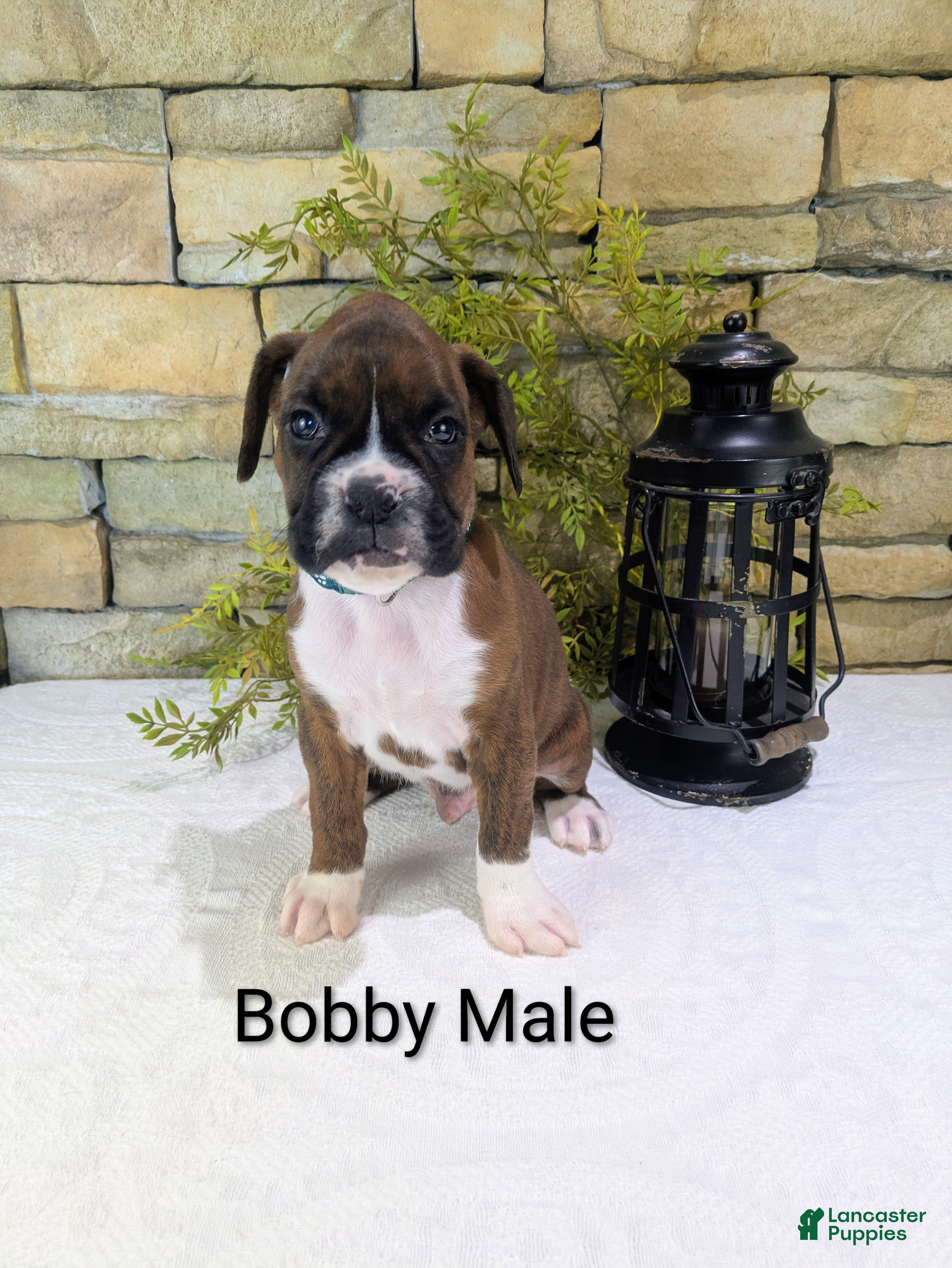 Boxer dogs Bobby, Available today.  - Ad 1