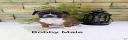 Boxer dogs for sale: Bobby, Available today.  - Ad 1
