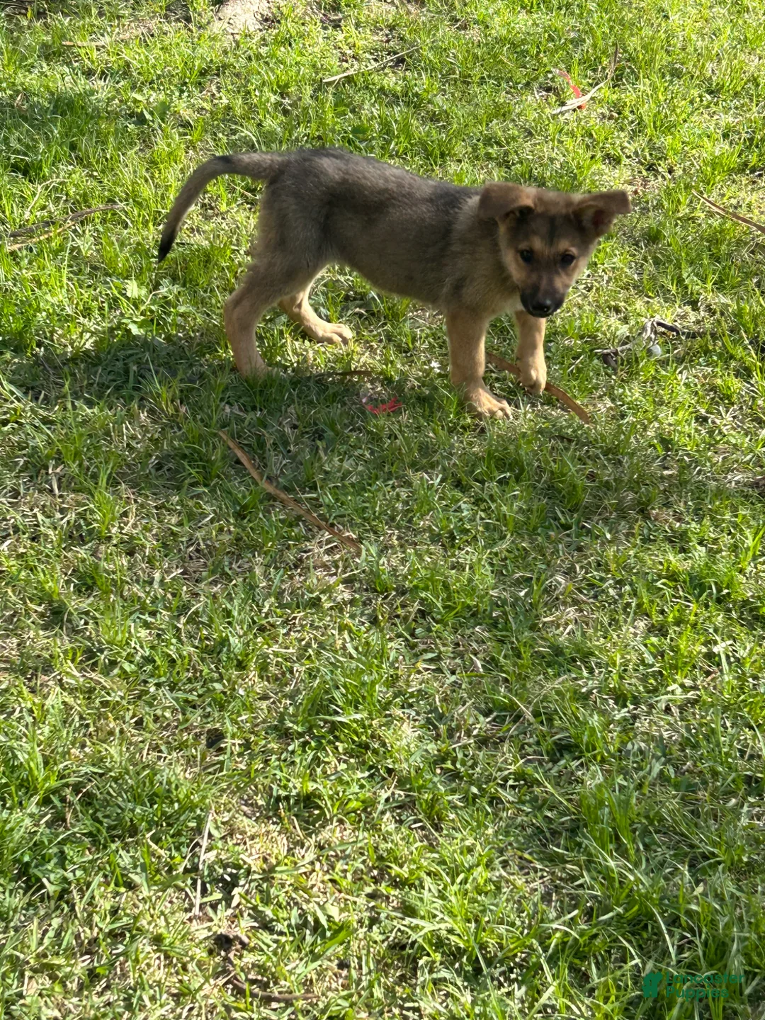 German Shepherd dogs for sale: German Shepherd Puppy 1 - Ad 1