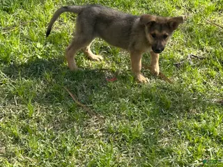 German Shepherd dogs German Shepherd Puppy 1 - Ad 22