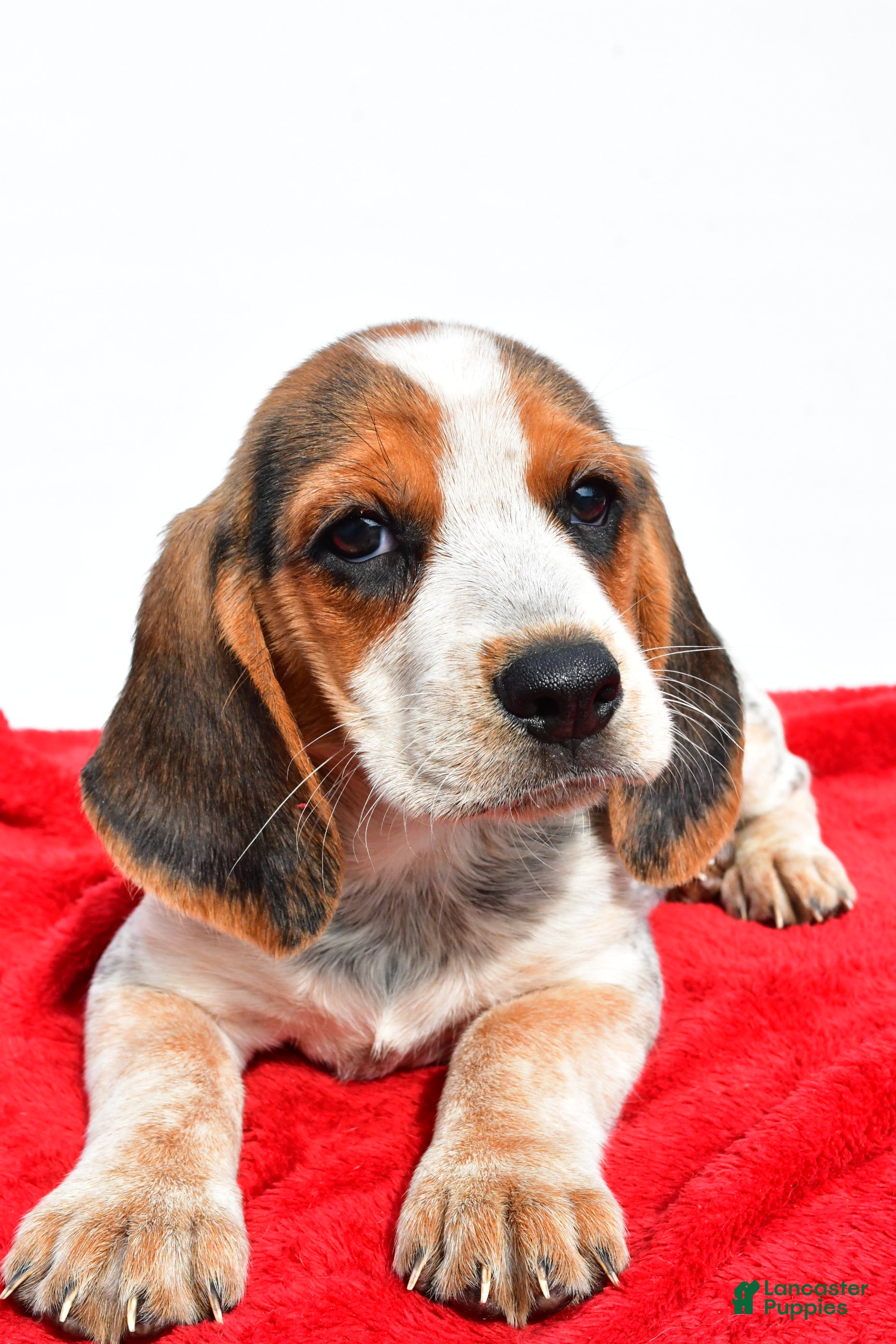 West Bengal Beagle Puppies For Sale Kennel Club 13+ Thousand Pet