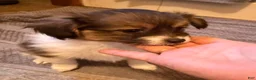 Mixed Breed dogs for sale: Mixed Breed 1 - Ad 2