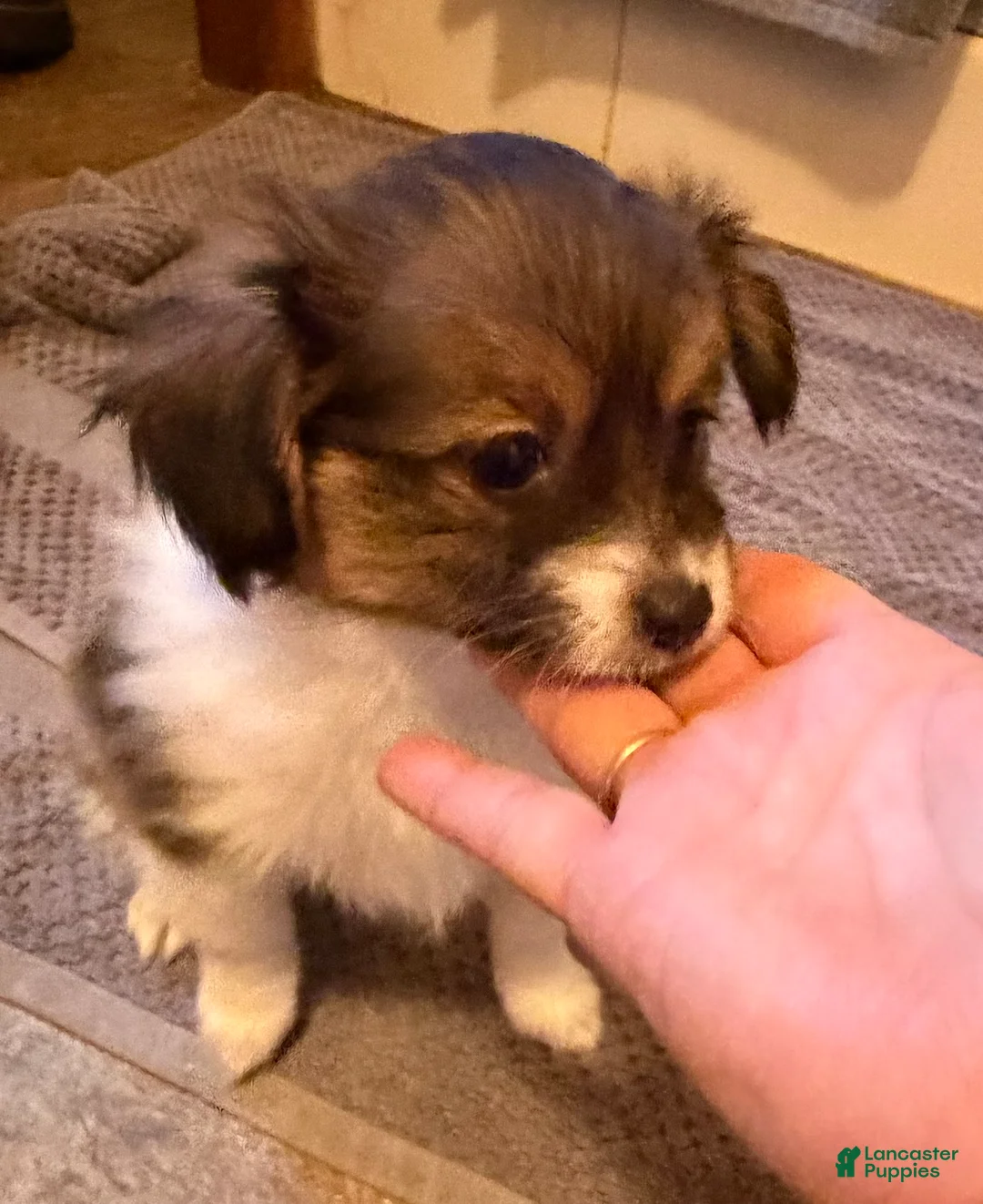 Mixed Breed dogs for sale: Mixed Breed 1 - Ad 2