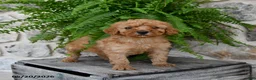 Mini Goldendoodle dogs for sale: Champ  - Ad 1
