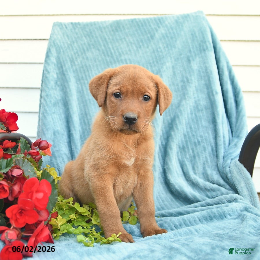 Labrador Retriever dogs for sale: Marmalade - Ad 3