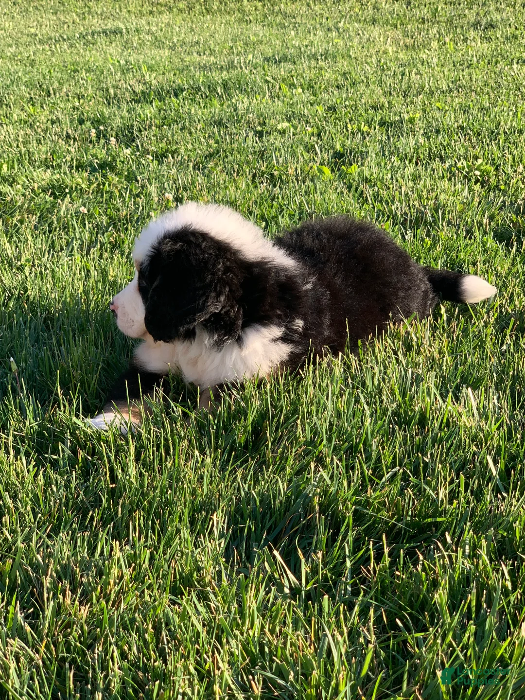 Bernese Mountain Dog dogs for sale: Rambo  - Ad 23