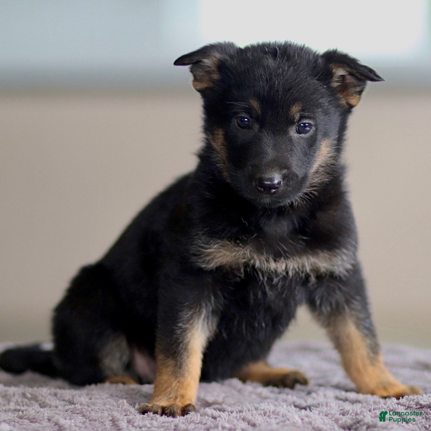 German Shepherd dogs Genny - Ad 1