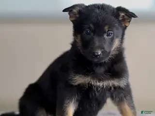 German Shepherd dogs for sale: Genny - Ad 2