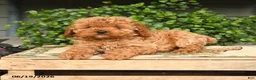 Cockapoo dogs for sale: Max - Ad 3