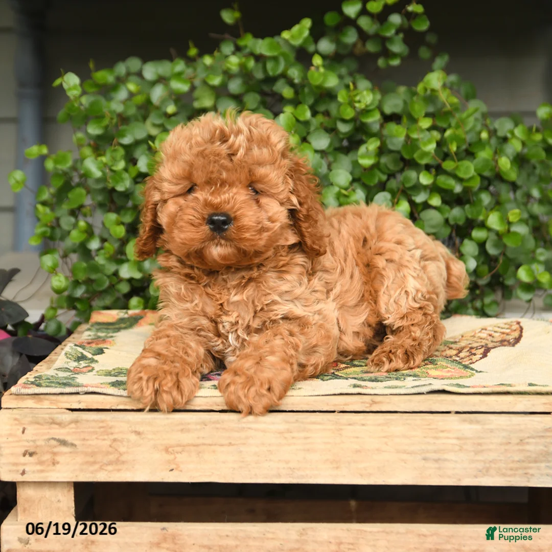 Cockapoo dogs for sale: Max - Ad 3