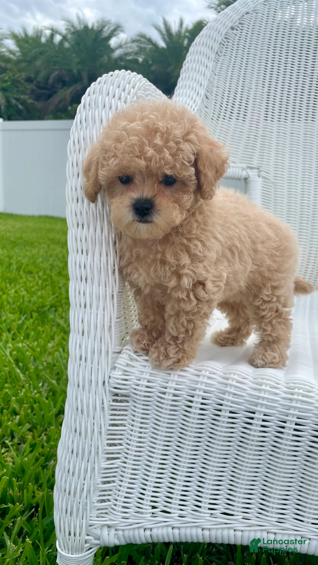 Maltipoo dogs for sale: Reba - Ad 2