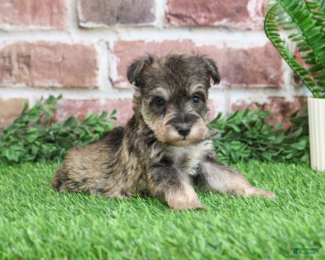 Miniature Schnauzer dogs for sale: Toby - Ad 1