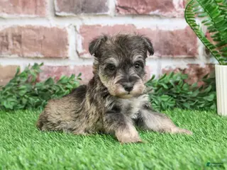 Miniature Schnauzer dogs Toby - Ad 42