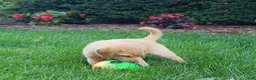 Labrador Retriever dogs for sale: Aspen - Ad 4
