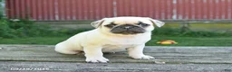 Pug dogs for sale: Lilac - Ad 5