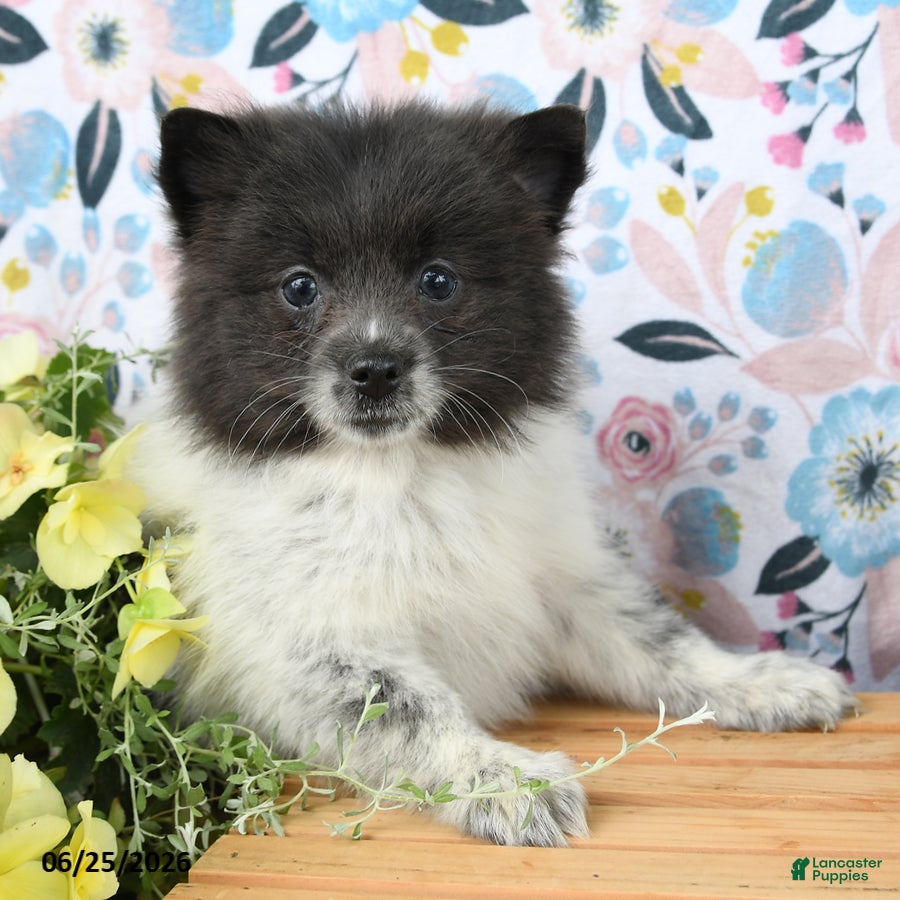 Pomeranian dogs Chippy - Ad 1