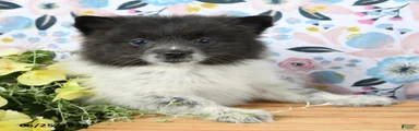 Chippy