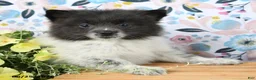 Pomeranian dogs for sale: Chippy - Ad 1