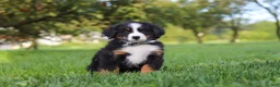 Miniature Bernese Mountain Dog dogs for sale: Kory - Ad 8