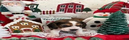 Beagle dogs for sale: Beagle Puppy 3 - Ad 1