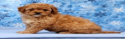 Cavapoo dogs for sale: Abbigail - Ad 8