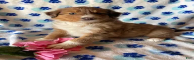 Bonnie