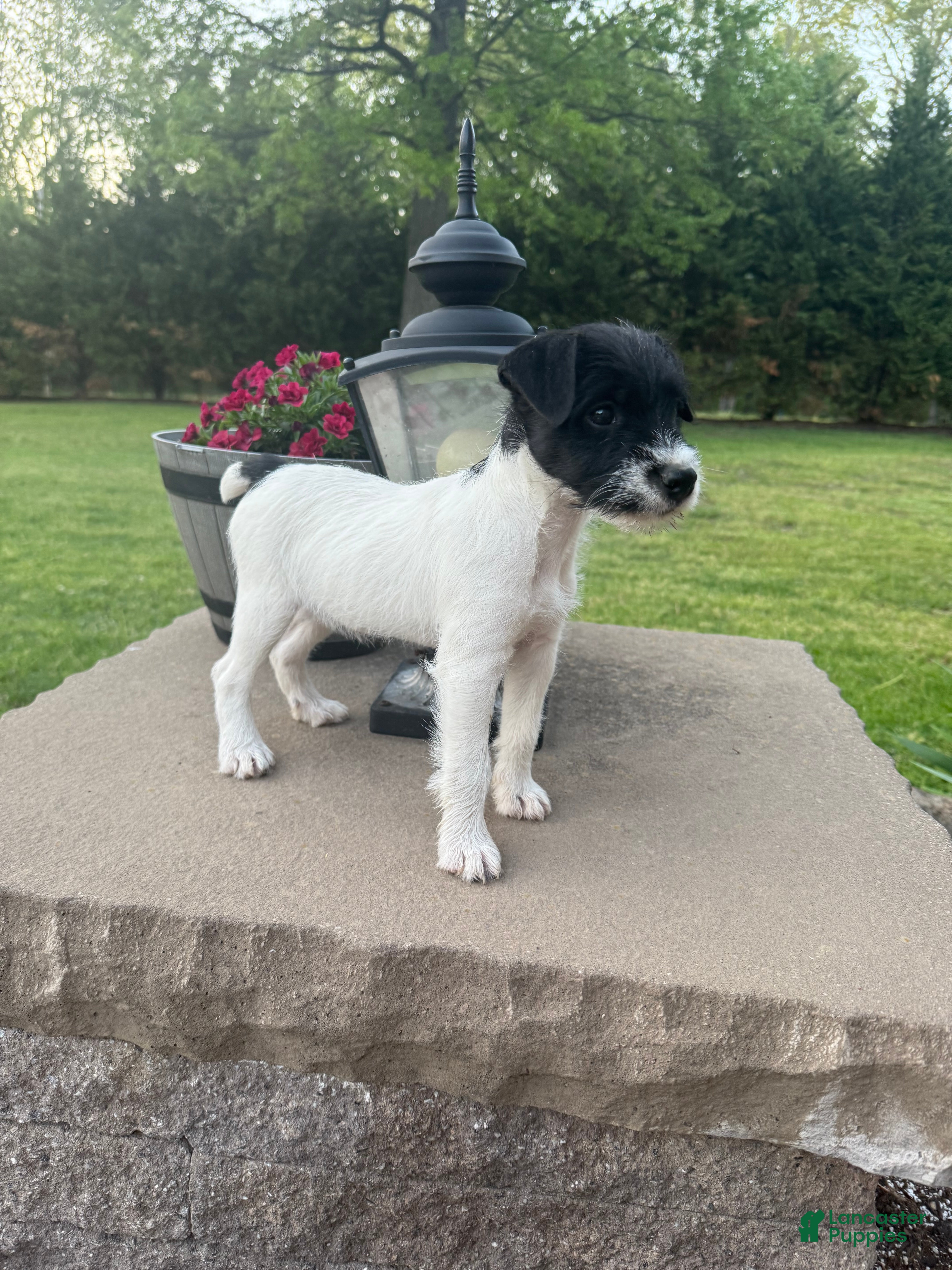 Jack Russell Terrier dogs Jrtca Daisy - Ad 2