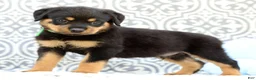 Rottweiler dogs for sale: Dominic - Ad 4