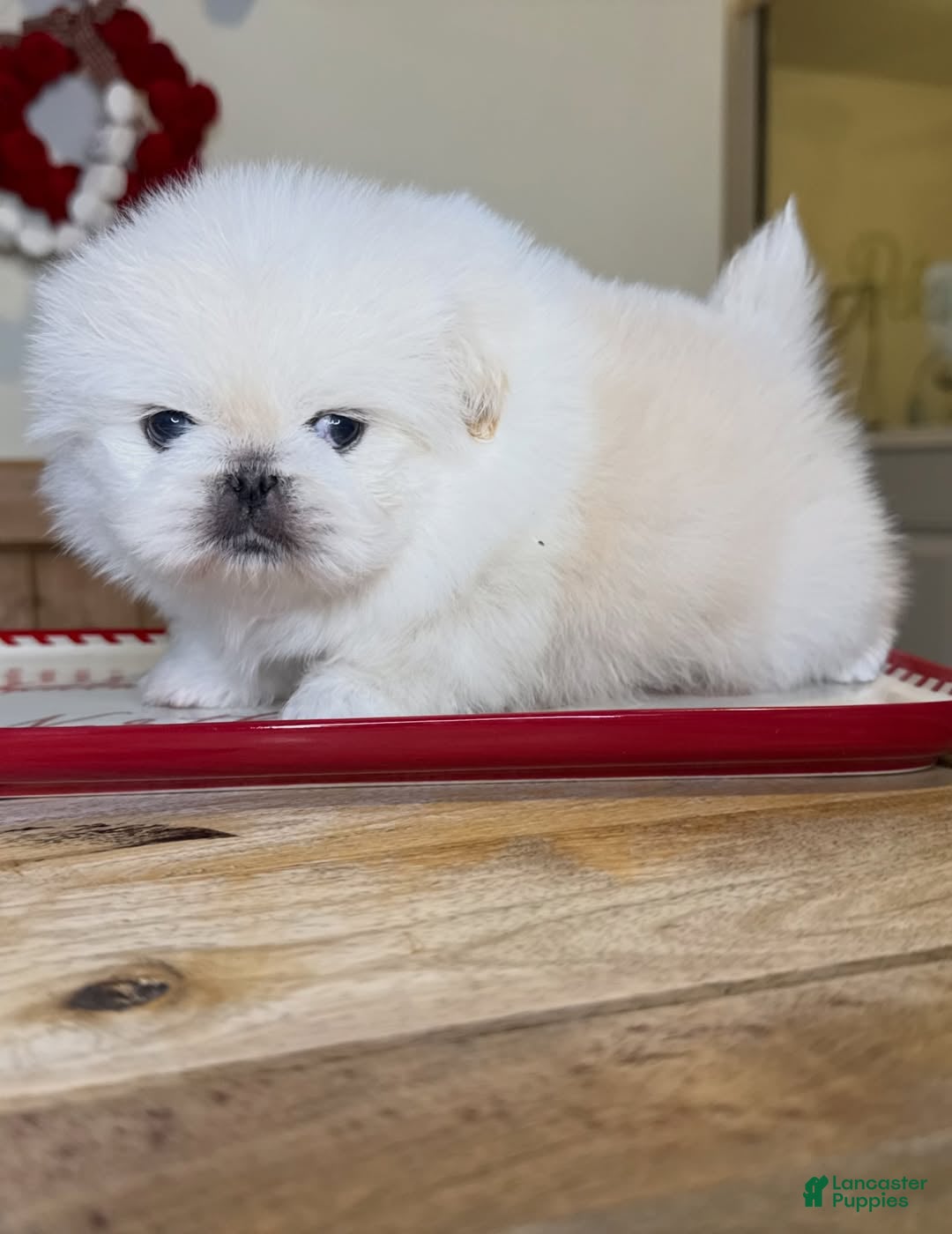 Pekingese dogs for sale: Finn - Ad 10